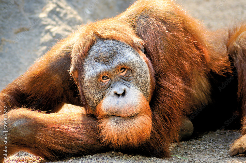 Naklejka premium Orang Utan