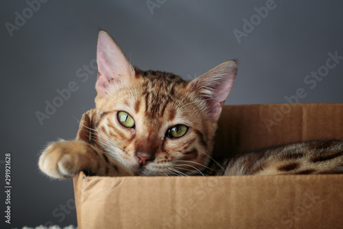 Young Bengal Cat in Cardboard Box