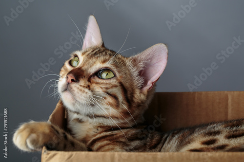 Young Bengal Cat in Cardboard Box