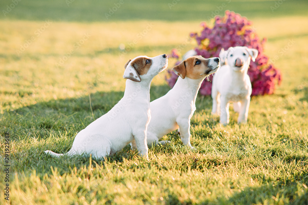 Jack Russell puppies play on the lawn.