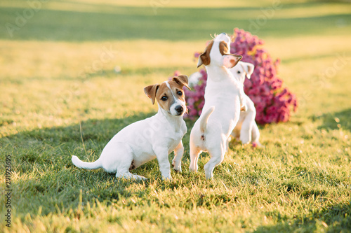 Jack Russell puppies play on the lawn.