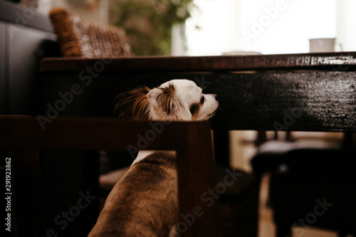 chihuahua dog sits at a table and asks for food  beggar animal. selective focus  film and grain photo