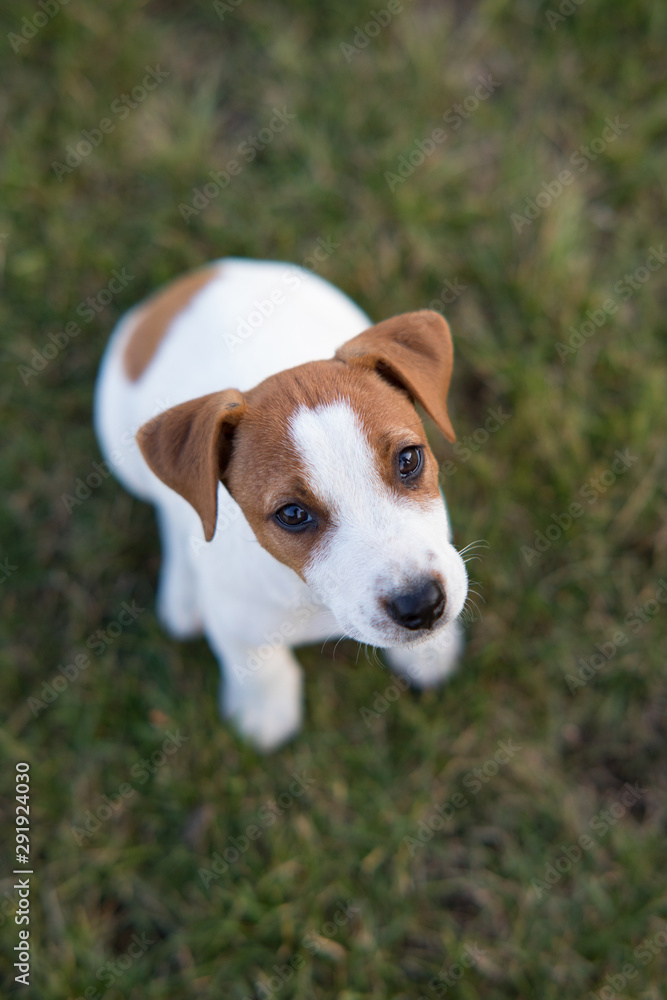 Portrait of Jack Russell puppy.