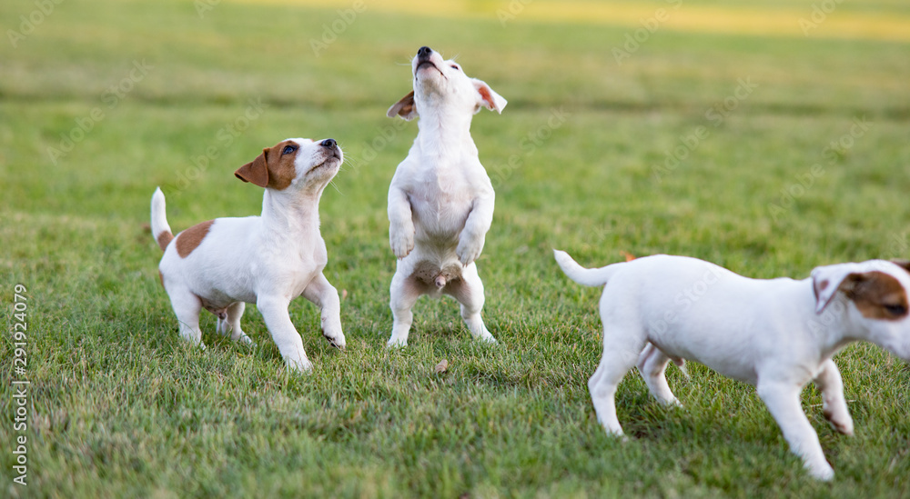 Three Jack Russell puppies play on the grass. Three Jack Russell puppies play on the grass.