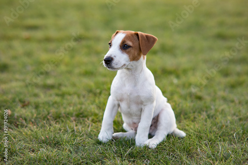 Jack Russell puppy sits on the grass.