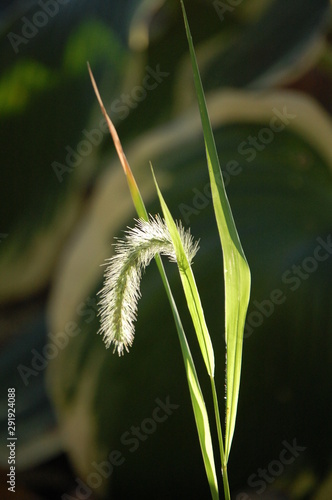 Tall grass on a crisp Autumn morning.