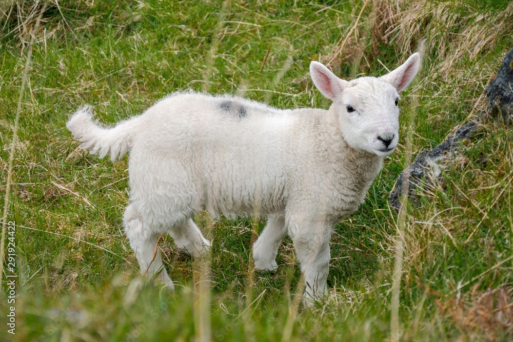Close-up portrait of a scottish lamb in a lush meadow. Close-up portrait of a scottish lamb in a lush meadow.