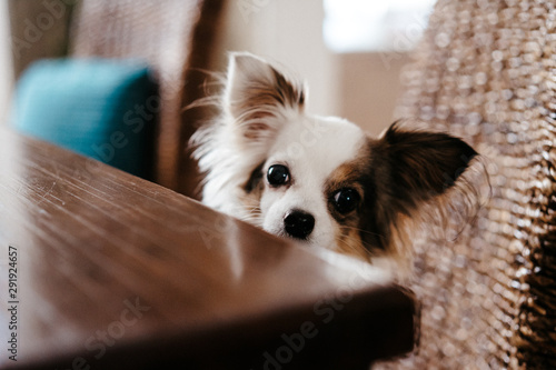 chihuahua dog sits at a table and asks for food, beggar animal. selective focus, film and grain photo