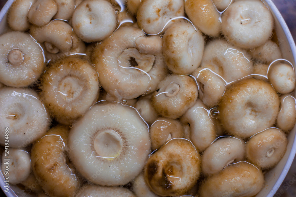 closeup of mushrooms closeup of mushrooms