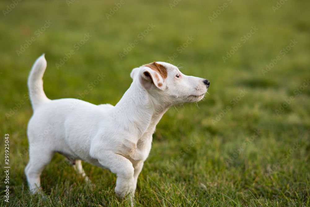 Jack Russell puppy walks on the lawn. Jack Russell puppy walks on the lawn.