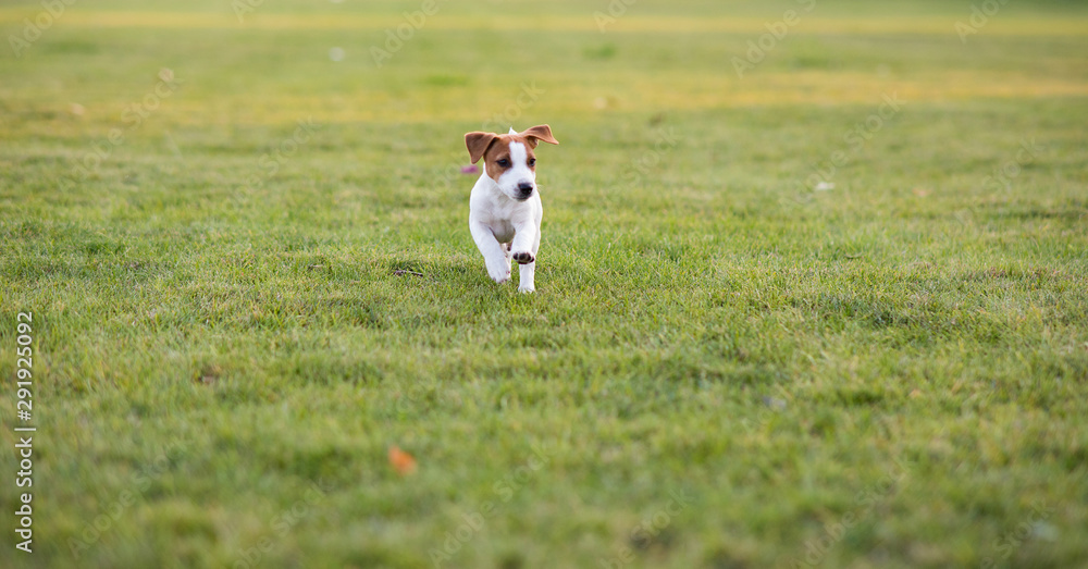 Jack Russell puppy runs on the lawn.