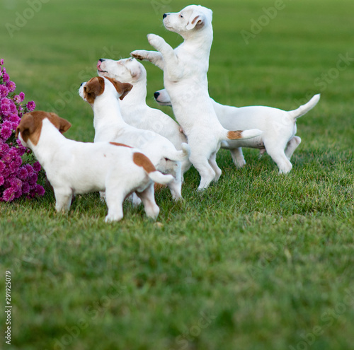 Five Jack Russell puppies play on the lawn.