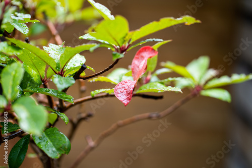 Red leaf with rain drops between green leaves 