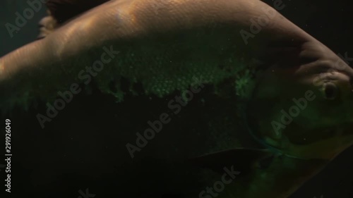 closeup of a giant black pacu swimming by, tropical fresh water fish specie from south America photo