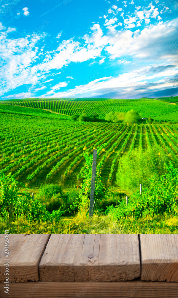Naklejka premium Ripe grapes on the vines in Tuscany, Italy. Picturesque winery farm, vineyard. Sunset warm light. Empty place. place for text.