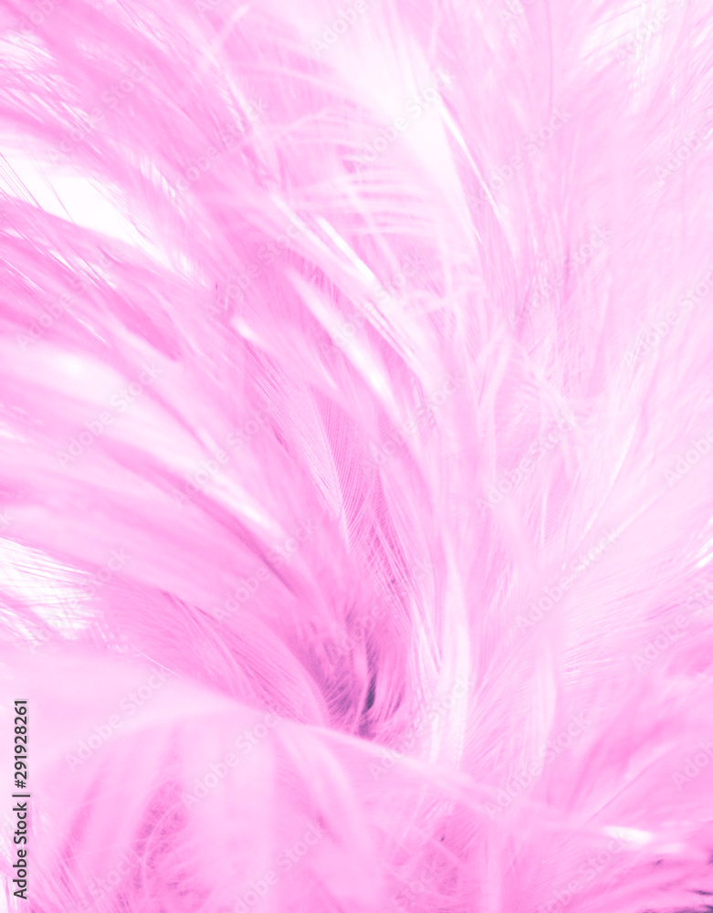 Beautiful closeup textures abstract colorful white and pink feathers and darkness white pattern feather background and wallpaper