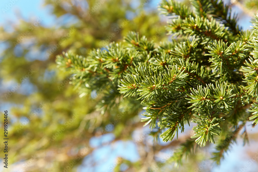 A branch of spruce with small green needles. A branch of spruce with small green needles.