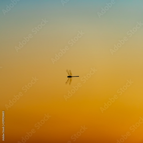 Dragonfly at sunset © Boris