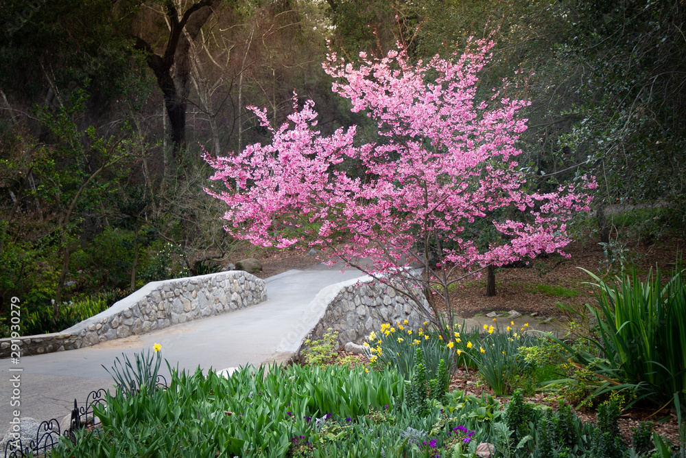A beautiful bright blooming cherry tree in a garden with a stone path in the spring.