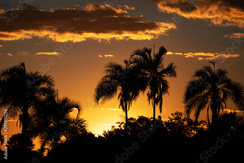 Picturesque Summer View. Palm Trees on sunset. 