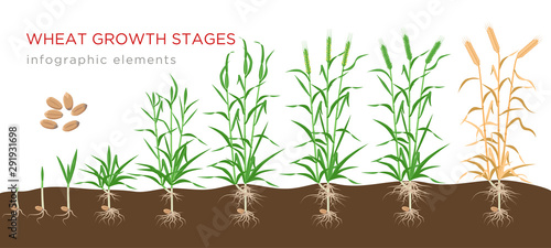 Wheat growth stages from seed to ripe plant infographic elements isolated on white background. Wheat growing vector illustration in flat design.