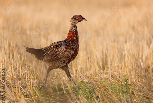 The common pheasant  Phasianus colchicus .