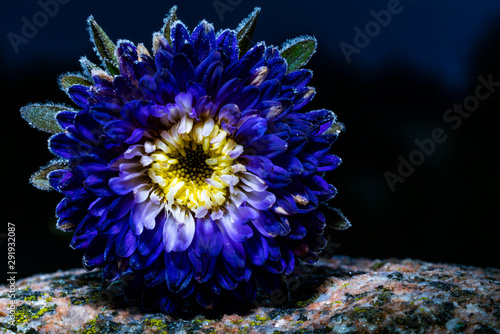 Blue Aster covered with frost on the stone