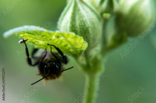 bumblebee on the flower collects pollen in summer © olgamazina