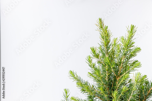 Little Christmas tree in a metal bucket on a white background. Close up details.