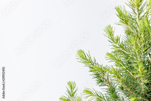 Fototapeta Naklejka Na Ścianę i Meble -  Little Christmas tree in a metal bucket on a white background. Close up details.