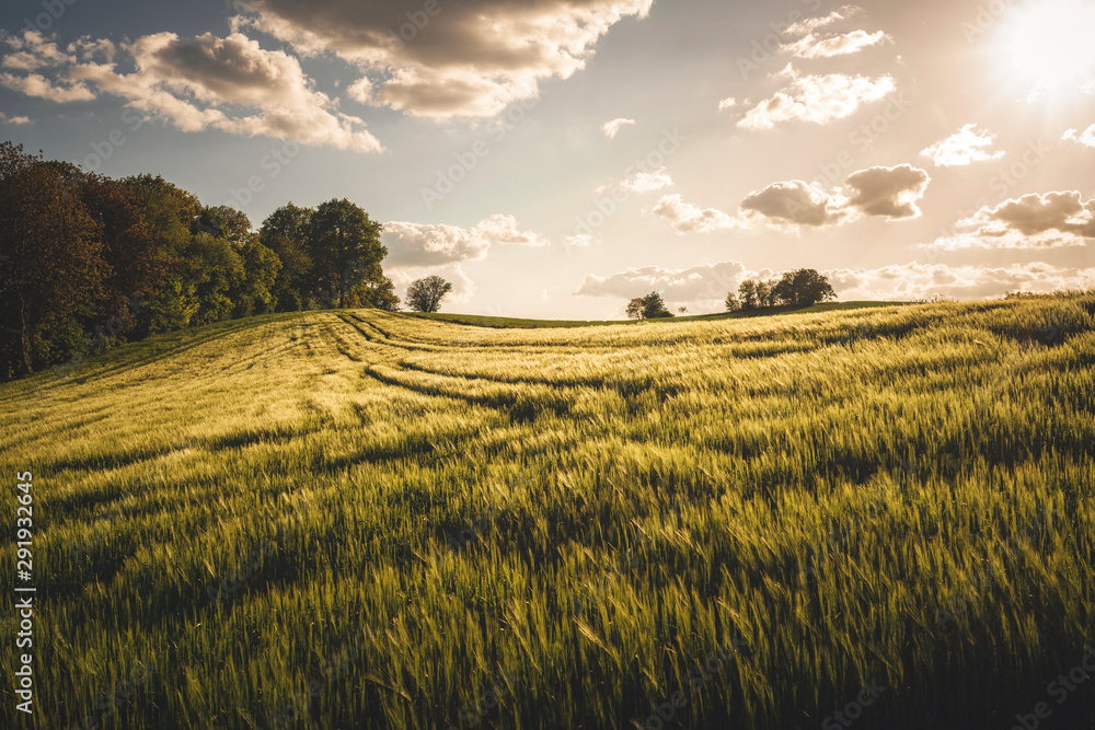 Obraz premium Feld in Nachmittagssonne
