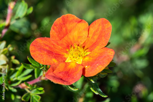 Potentilla 'Red Ace' a summer flowered plant known as cinquefoil photo