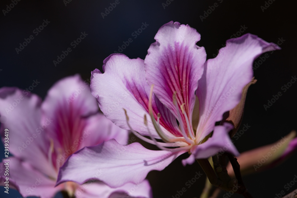 Selective focus on a Pink bauhinia flower on black background. Orchid tree (Bauhinia monandra).
