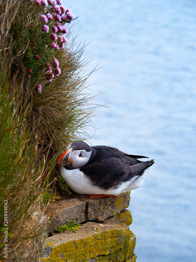 Atlantic puffin on the cliff