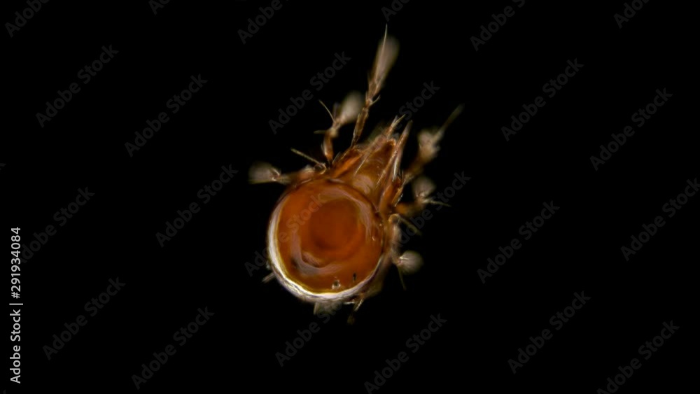 mite Oribatida under microscope are saprosphago, scavengers, some species of predators, order Sarcoptiformes mite Oribatida under microscope are saprosphago, scavengers, some species of predators, order Sarcoptiformes