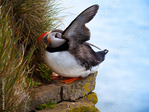 Obraz na płótnie Puffin standing outdoors w salonie