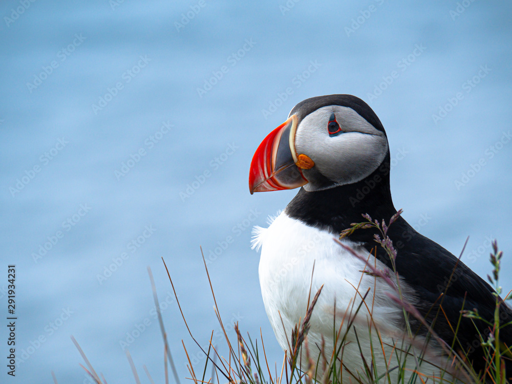 Atlantic puffin on the cliff