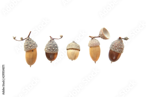 Set of acorns isolated on white background. Collection of different cute acorns with amazing hats. photo