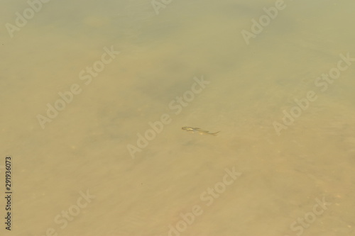 A small fish is swimming on the top of the water alone