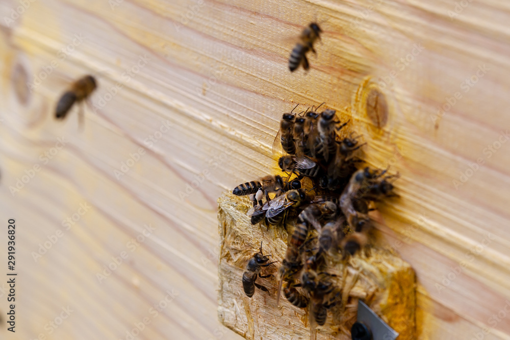 Obraz premium Honey bees. Bee apiary, the work of the bee family in the summer. Bees gathered at the entrance to the hive. Selective focus.