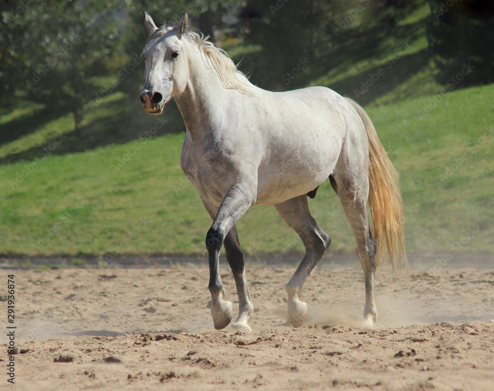 beautiful white horse trotting