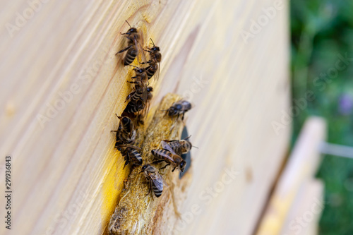Honey bees. Bee apiary, the work of the bee family in the summer.  Bees gathered at the entrance to the hive. Selective focus. © Ilmar