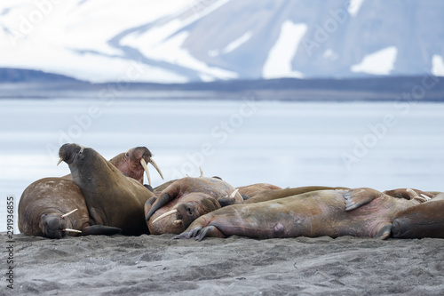 Walrus or Walruses on ice or on land at Spitsbergen
