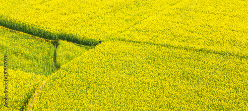 Aerial view of mustard flowers fields in full bloom.