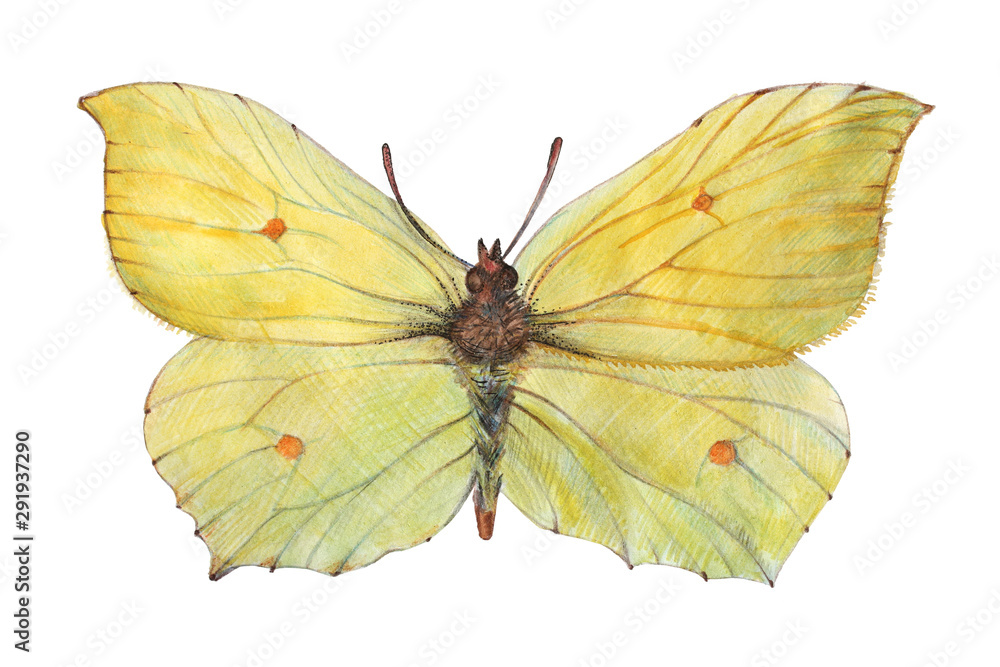 Fototapeta premium Yellow butterfly - lemongrass (buckthorn) Performed by watercolor and colored pencils