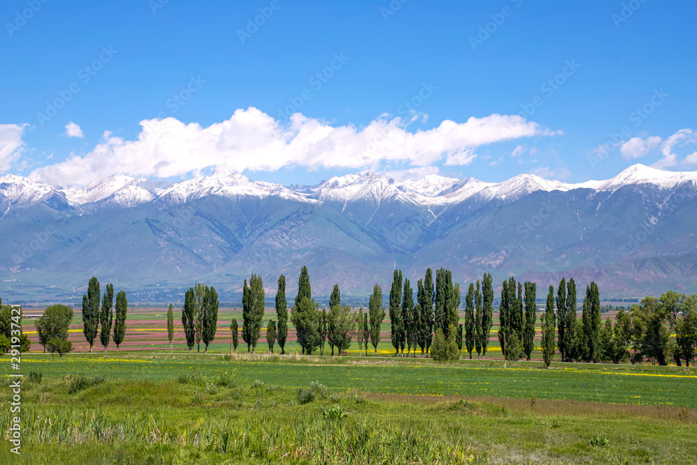 Multi-colored agricultural fields and a dividing strip of trees against the backdrop of a mountain range