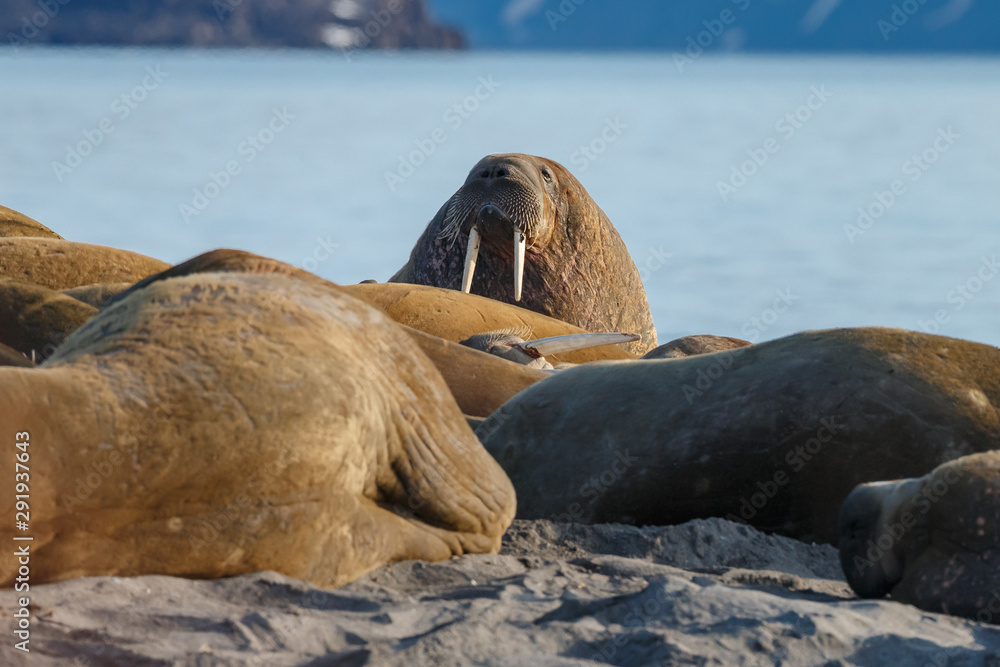 Fototapeta premium Walrus and walruses on ice or land at Spitsbergen