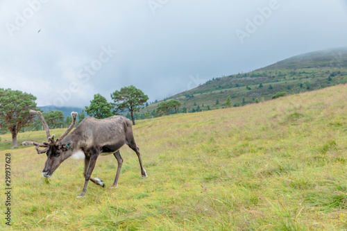 The Cairngorm Reindeer Herd is free-ranging herd of reindeer in the Cairngorm mountains in Scotland.