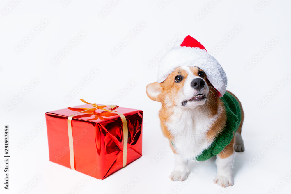 Portrait of the little funny puppy corgi in red santa claus cap, standing near present in studio Portrait of the little funny puppy corgi in red santa claus cap, standing near present in studio