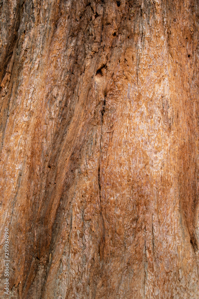 Obraz premium The bark of an old sequoia with cracks